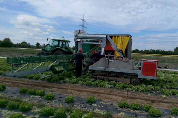Oogstmachines: Oogst tractor op rups met kisten oogstband
